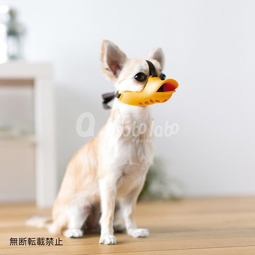 【OPPO】quack closed / オッポ　クァッククローズド　SSサイズ