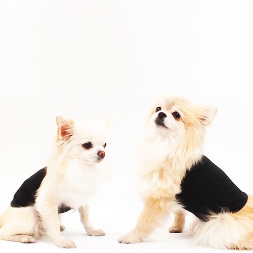 【Coo Couture】クークチュール　テラヘルツワン　ワンニャンテラバンド　＜全3色＞