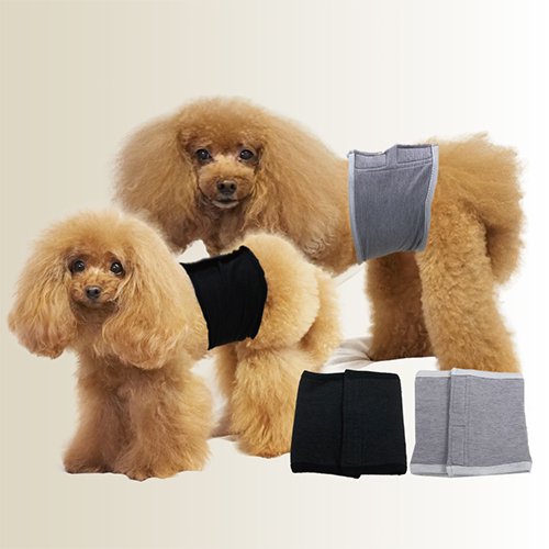 【Coo Couture】クークチュール　テラヘルツワン　ベルクロテラバンド　女の子用