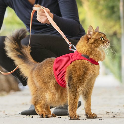 【sleepypod】Martingale Cat Harness / スリーピーポッド　マーチンゲール　キャットハーネス　＜全5色＞