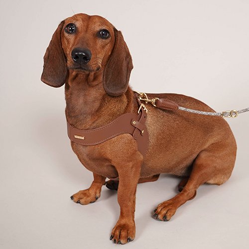 【HIGH5DOGS】Leather Buckle Harness / レザーバックルハーネス　＜全3色・4サイズ＞［ハイファイブドッグス］