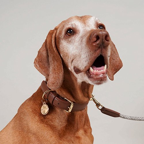 【HIGH5DOGS】Leather Collars / レザーカラー　＜全3色・6サイズ＞［ハイファイブドッグス］