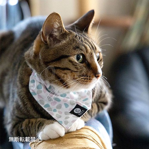 【TUNAGO】TUNAGO ENVY Cat Collar Set  / ツナゴ エンビー キャット カラー セット　＜全13種類＞