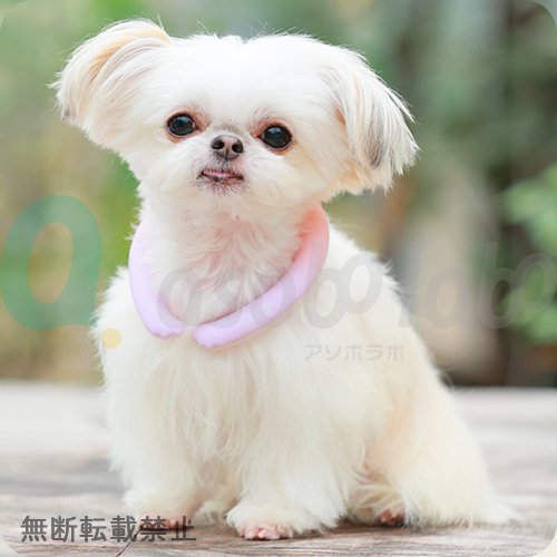 【SUO RING for dogs 28°ICE】スオリングフォードッグ　28℃アイス　グラデーション　＜全4色＞