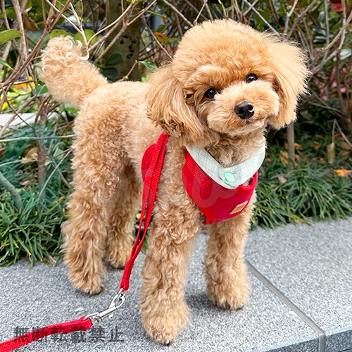 【SUO RING for dogs 28°ICE】スオリングフォードッグ　28℃アイス　グラデチェック　ボタン付　＜全6色＞