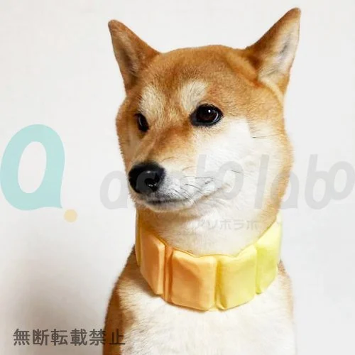 【SUO 256 ICE for dogs】SUO BAND gradation / スオ256アイスフォードッグ　スオバンド　グラデーション　＜全4色＞