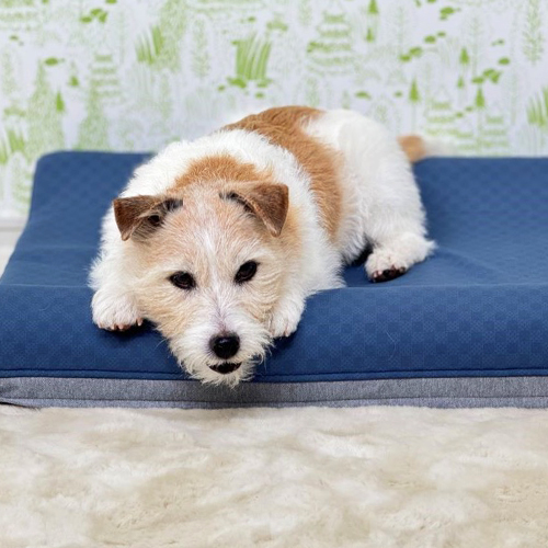 【Wonddy】Super Cool Bed（DS/SC/SET-M/blue）