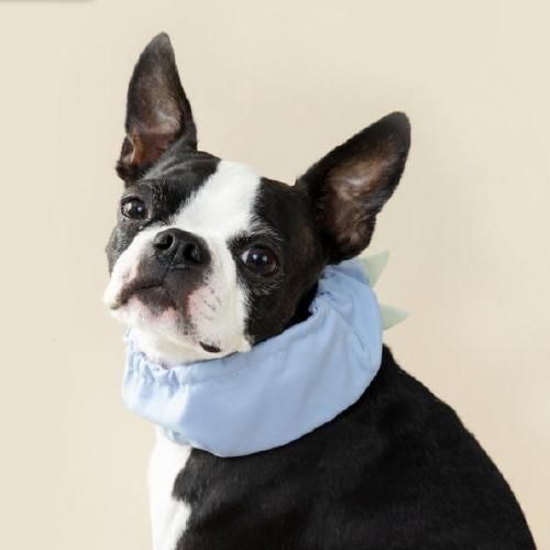 【Solgra】ソルグラ　恐竜さんクールネック