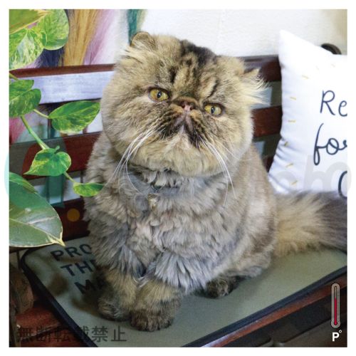 【PROMO THERMO】プロモサーモマット　ブラックシリカ　ペット　ネコパッケージ