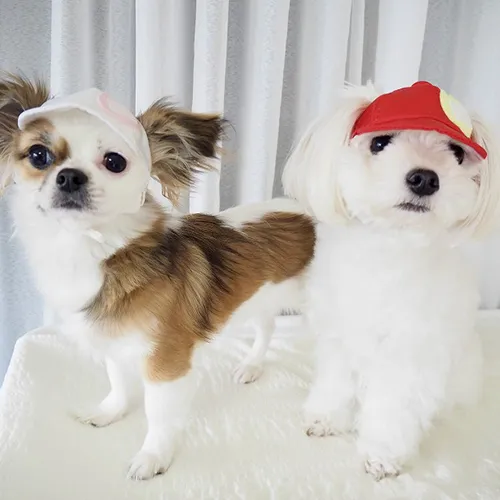 【Garden of Eden】赤白帽 ＜全2色＞［ガーデンオブエデン］