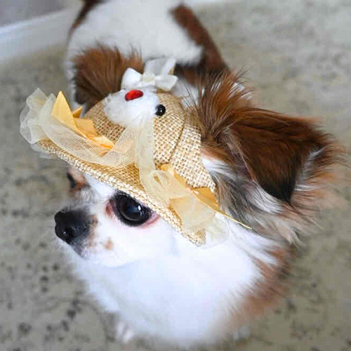 【GARDEN OF EDEN】ガーデンオブエデン　Rabbitチュチュハット＜全3色＞＜全3サイズ＞