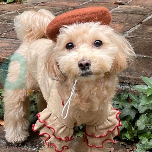 ONEKOSAMA OINUSAMA　ペット用ベレー帽