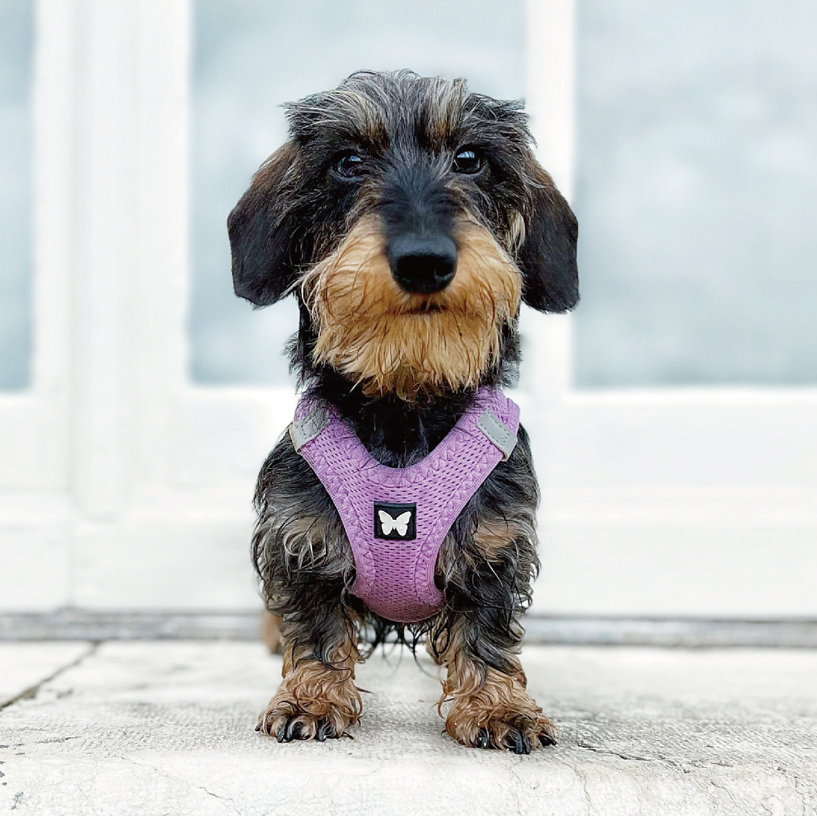 martin バタフライハーネス ライラック