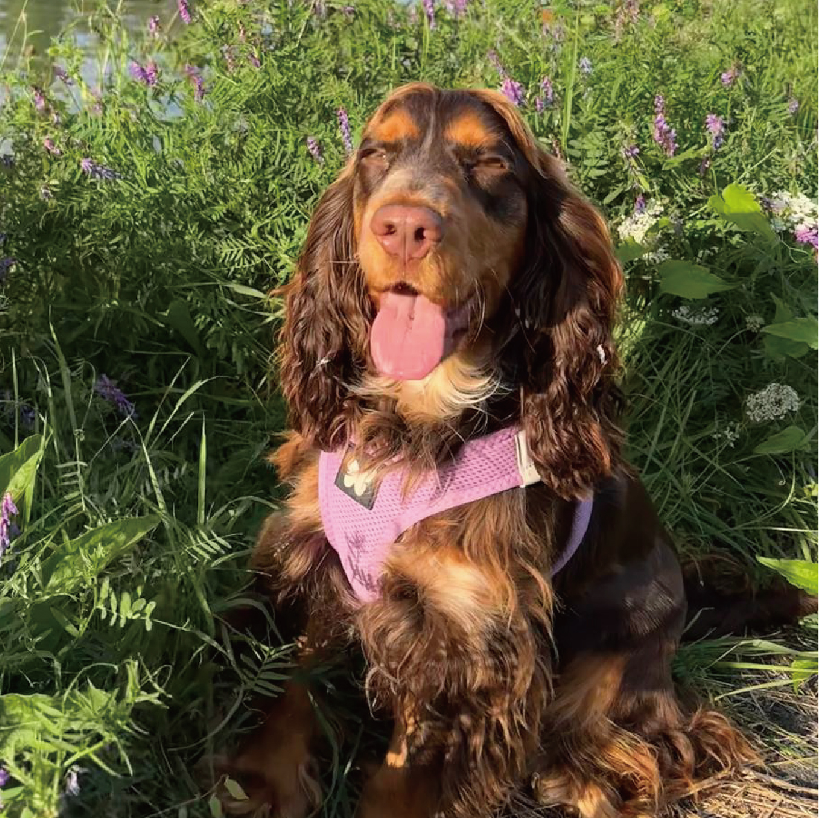 martin バタフライハーネス ネオピンク