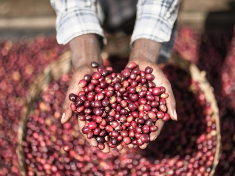 ETHIOPIA | Chelbesa