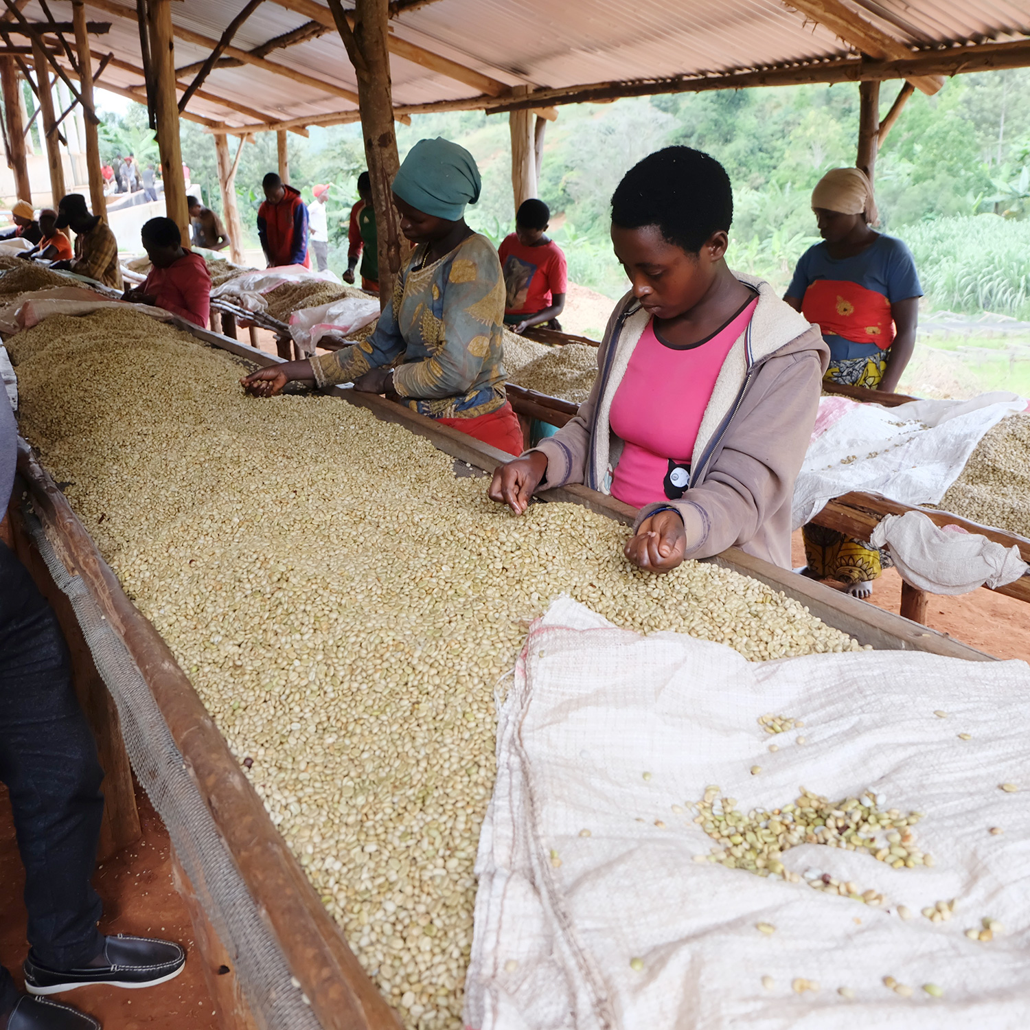 BURUNDI | Karambo Washed