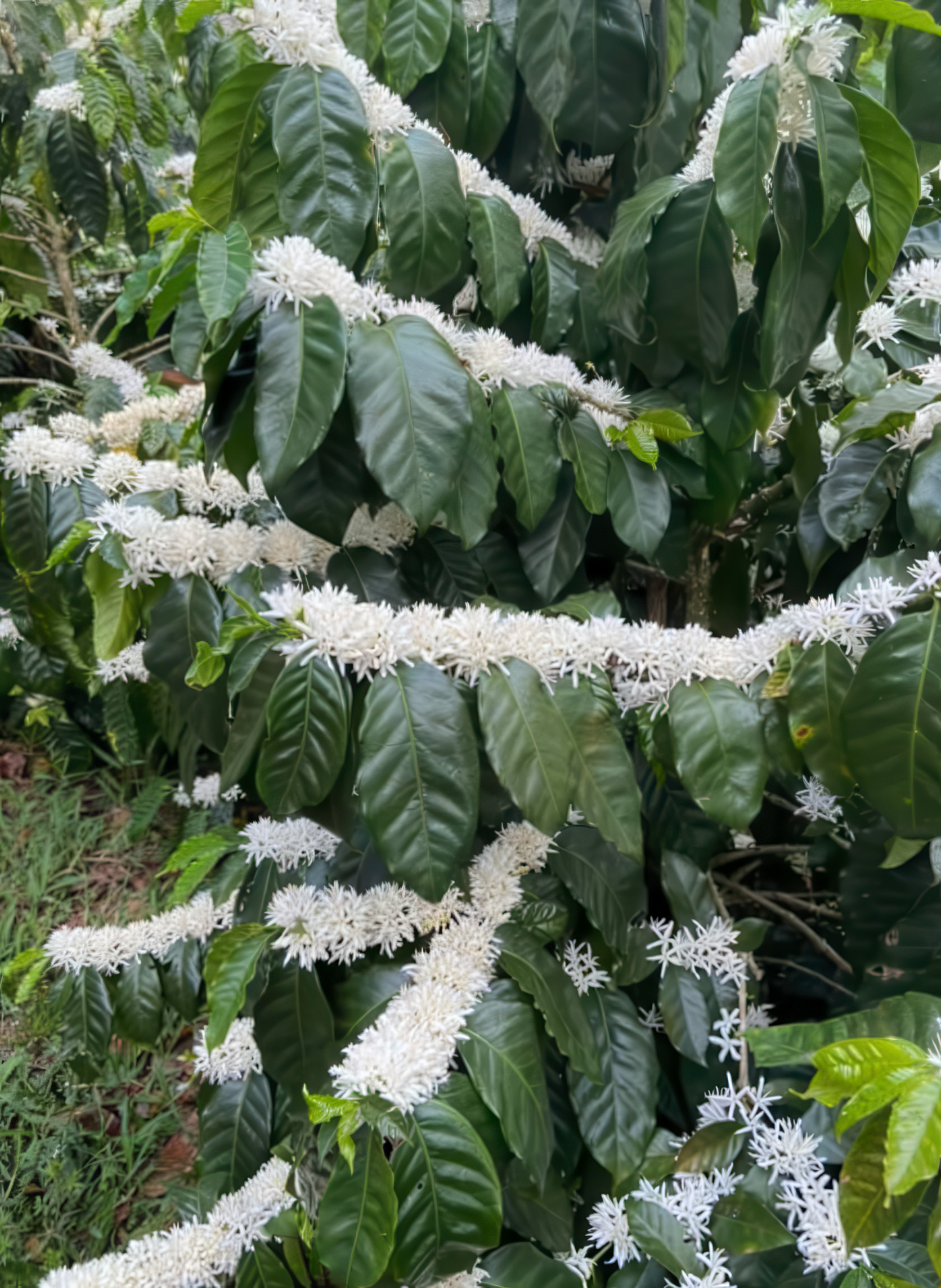 GUATEMALA | Finca El Pacayalito