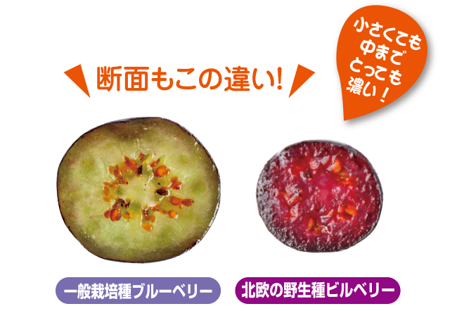 北欧産野生種ブルーベリー「ビルベリー」