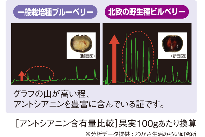 アントシアニンが約５倍