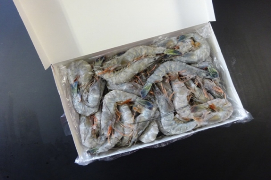天使のエビ　50/60　ﾆｭｰｶﾚﾄﾞﾆｱ