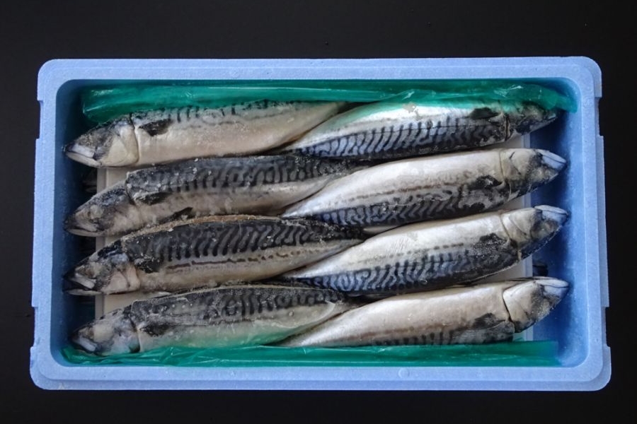 塩サバ　(原)　16尾　ﾉﾙｳｪｰ