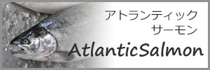 アトランティックサーモン