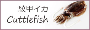 紋甲イカ