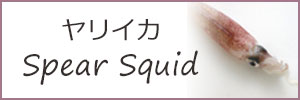 ヤリイカ