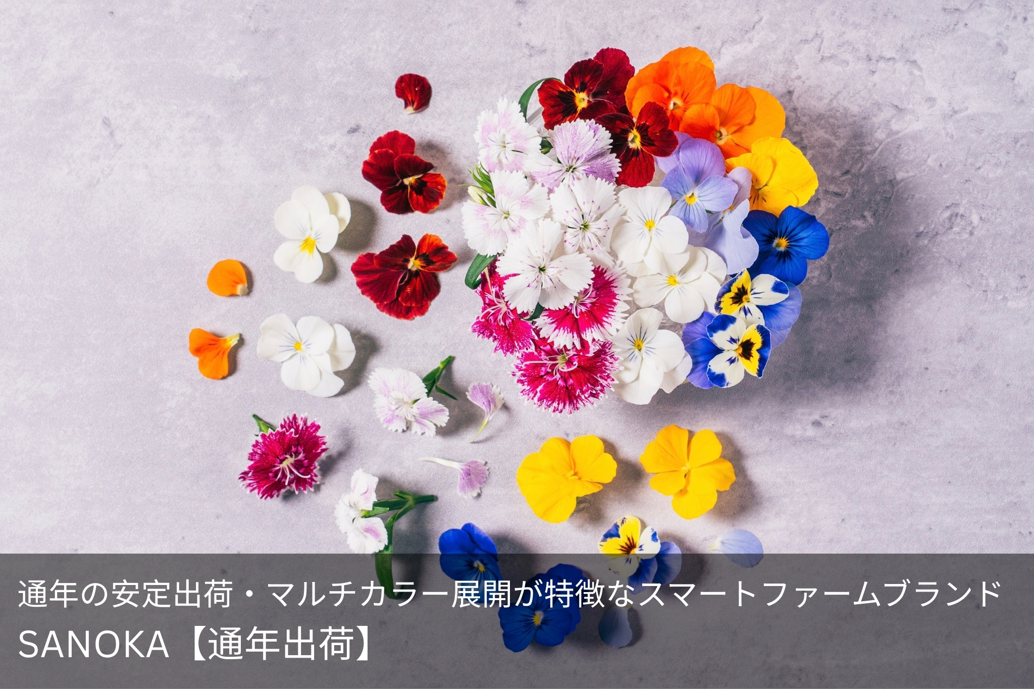 SANOKA【通年出荷】