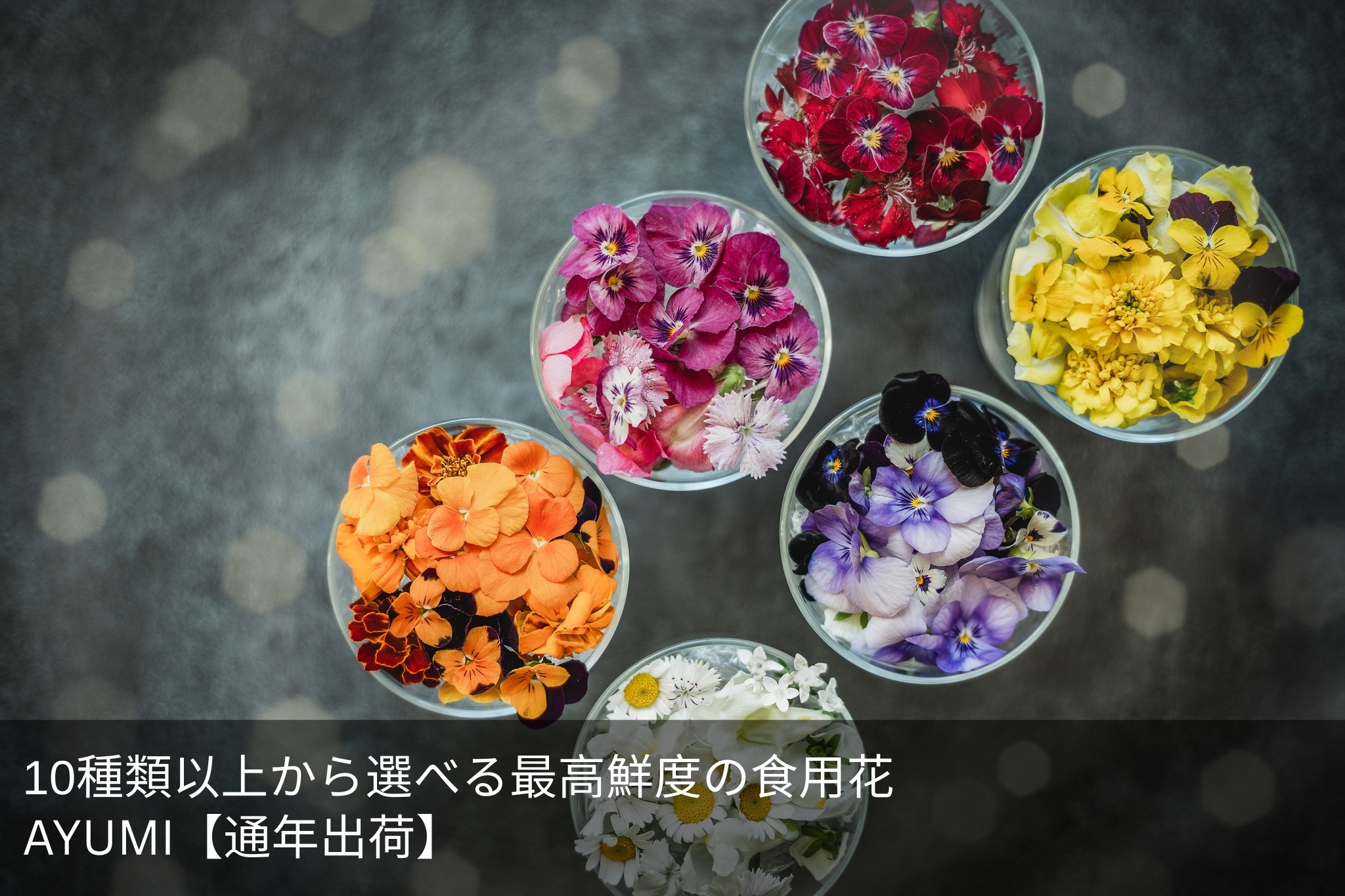 AYUMI【通年出荷】