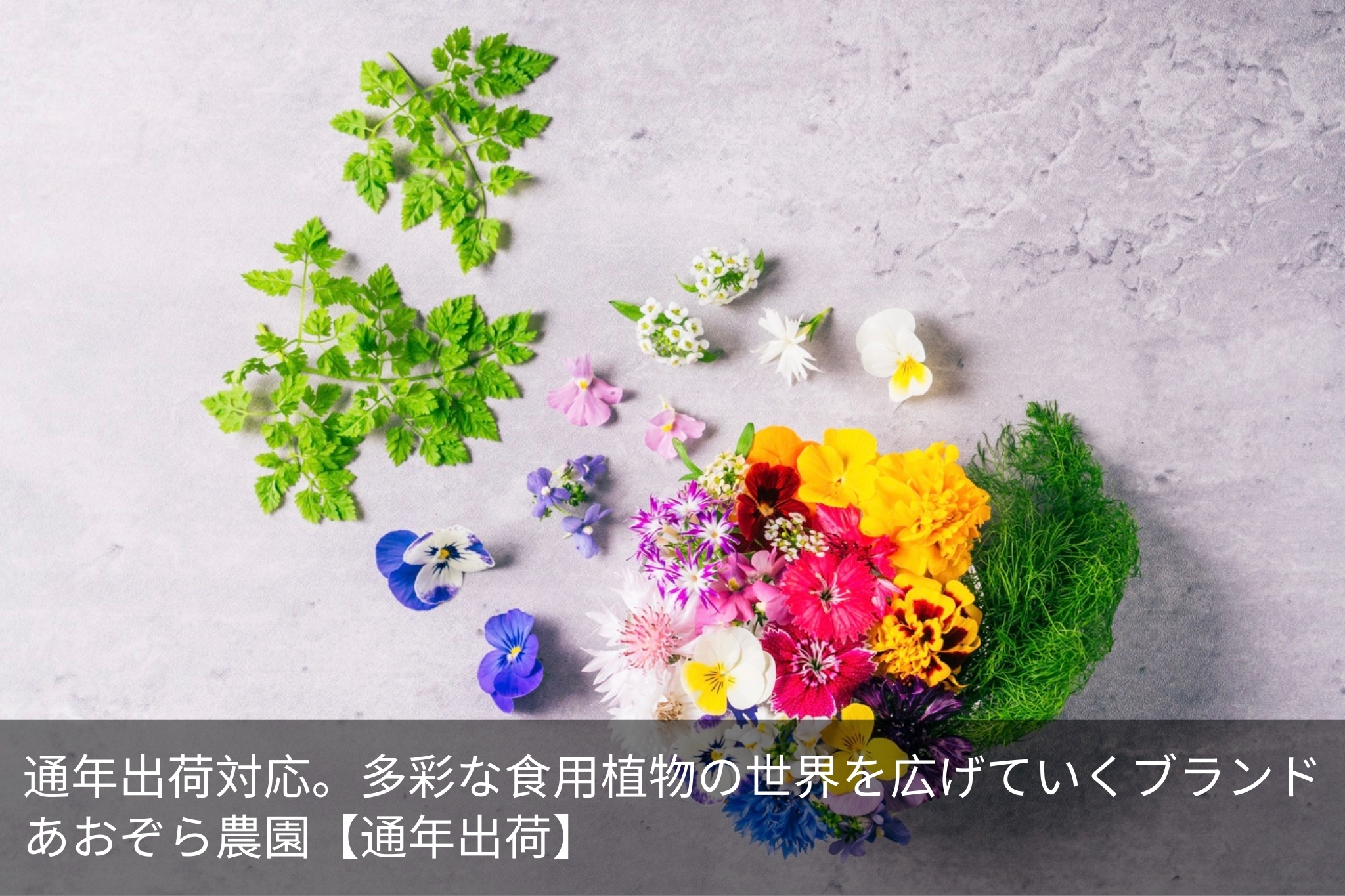 あおぞら農園【通年出荷】