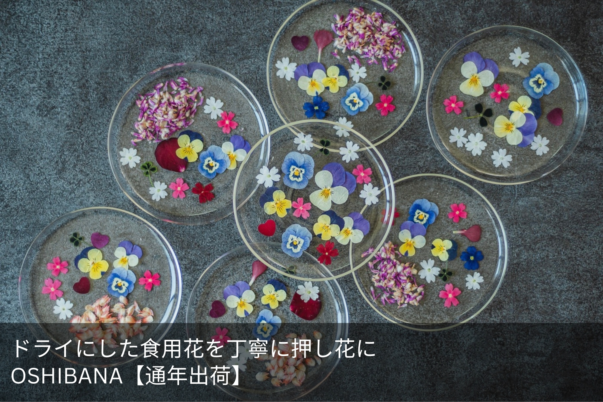 OSHIBANA【通年出荷】