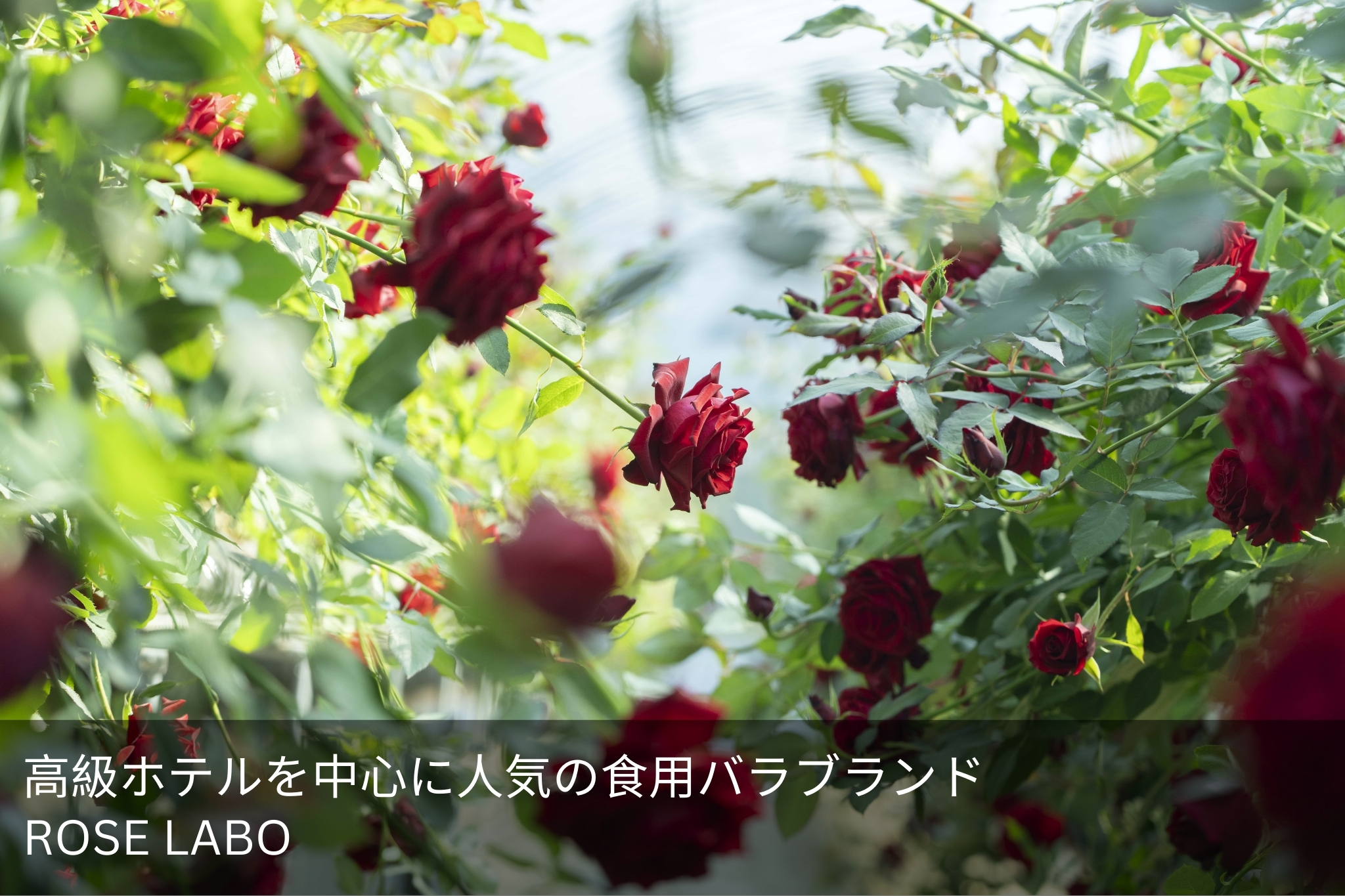 ROSE LABO