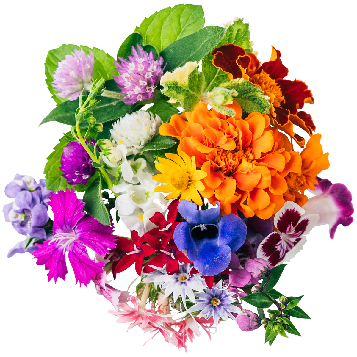 長崎県 前田さんの季節のエディブルフラワーMIX 20輪