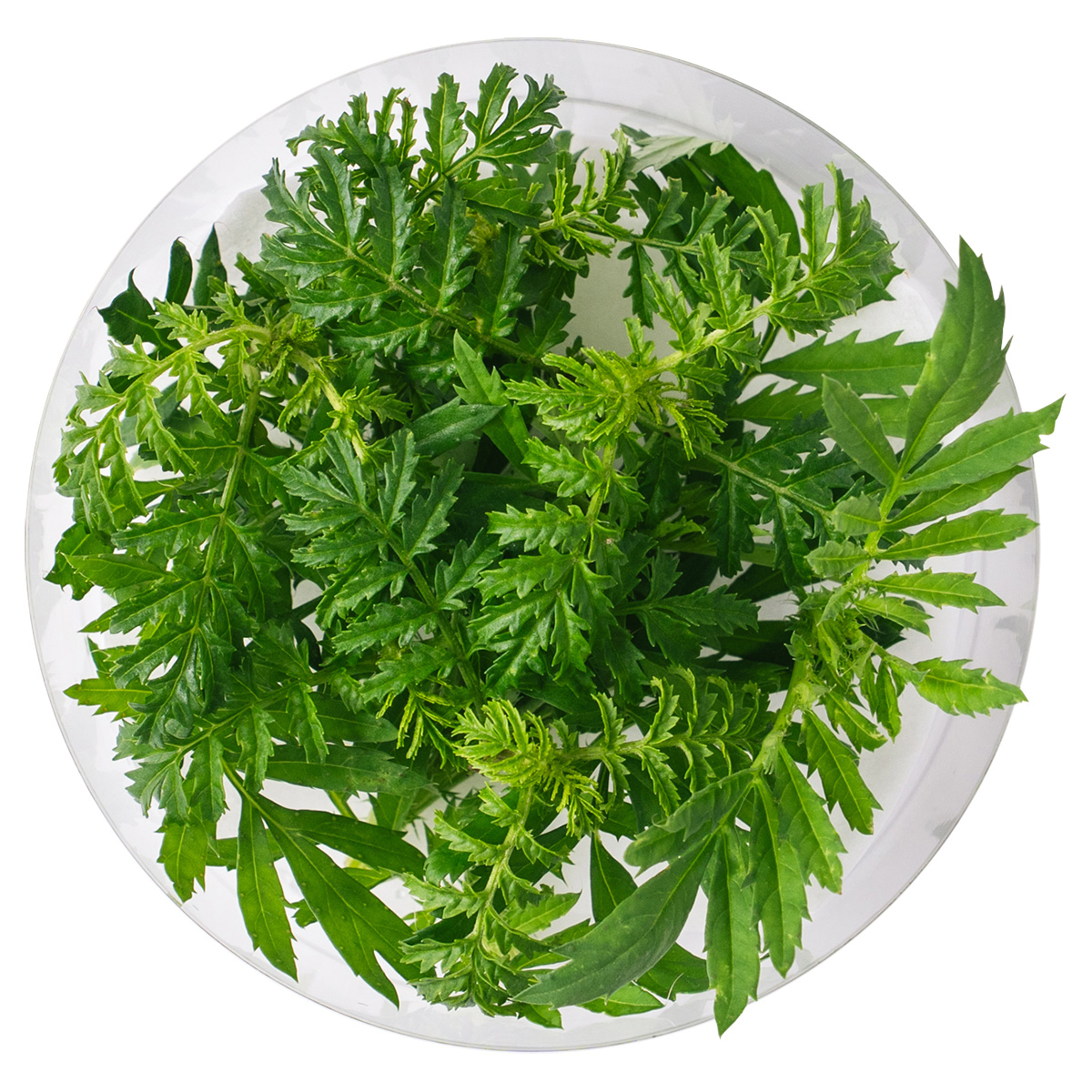 マリーゴールドの葉 20枚