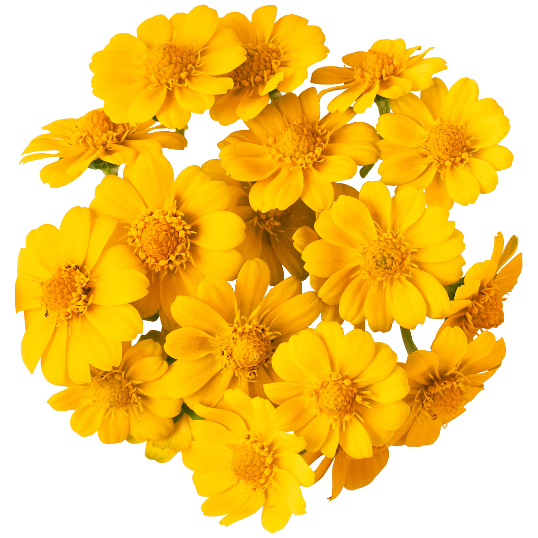 長崎県 前田さんのメランポジウム 20輪