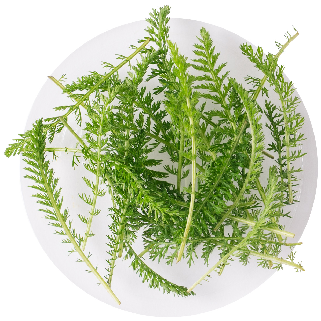 長崎県 前田さんのヤロウ 20枚