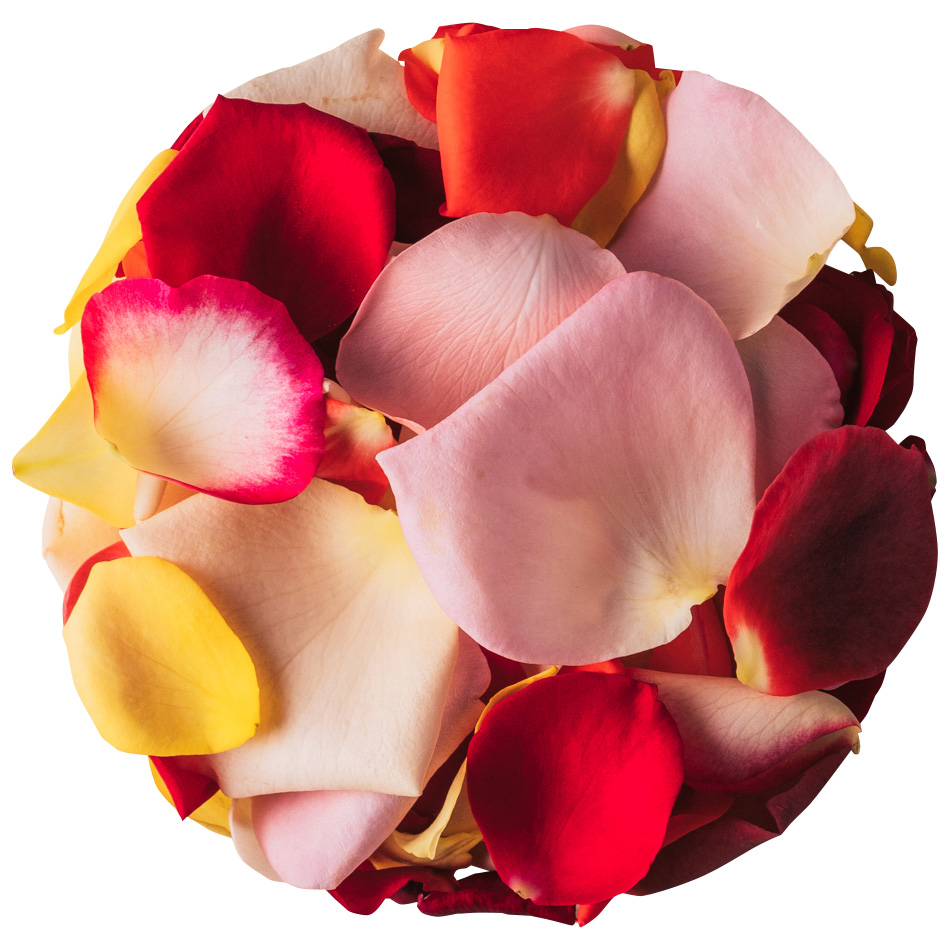 NICO ROSE / 【B品】生花 花びらMIX 50g《品種ランダム》