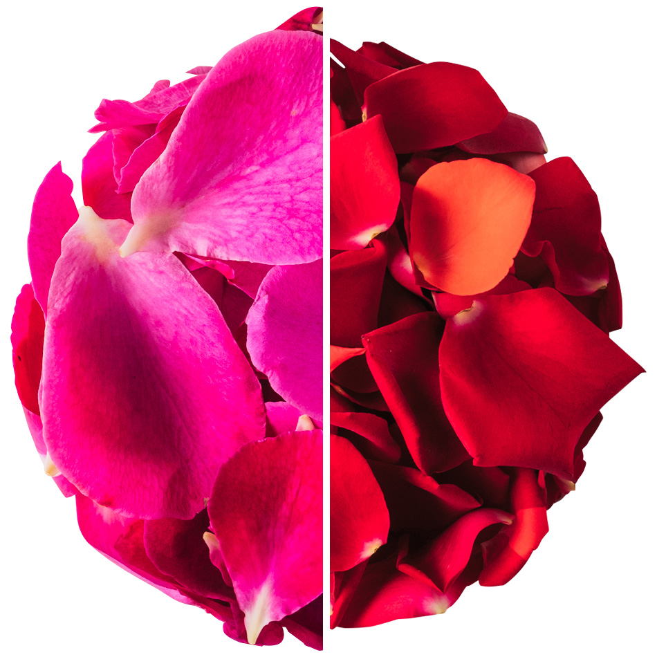 NICO ROSE / 【B品】生花 花びらレッド 50g
