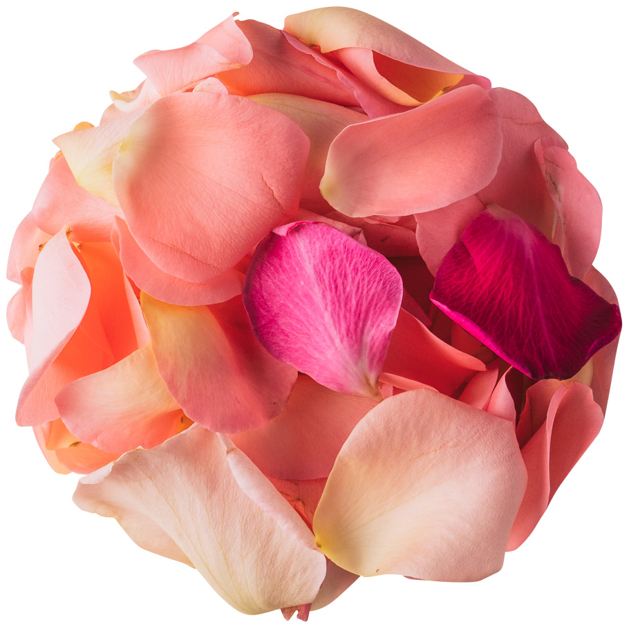 NICO ROSE / 【B品】生花 花びらピンク 50g