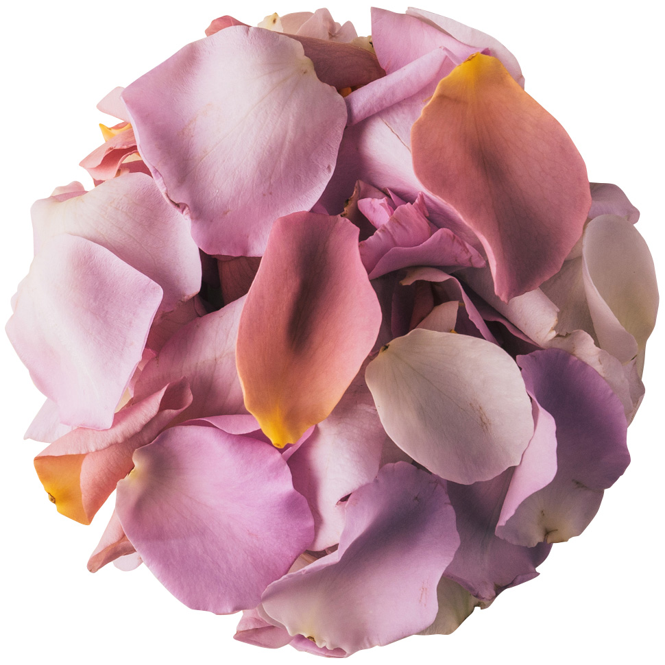 NICO ROSE / 【B品】生花 花びらパープル 50g