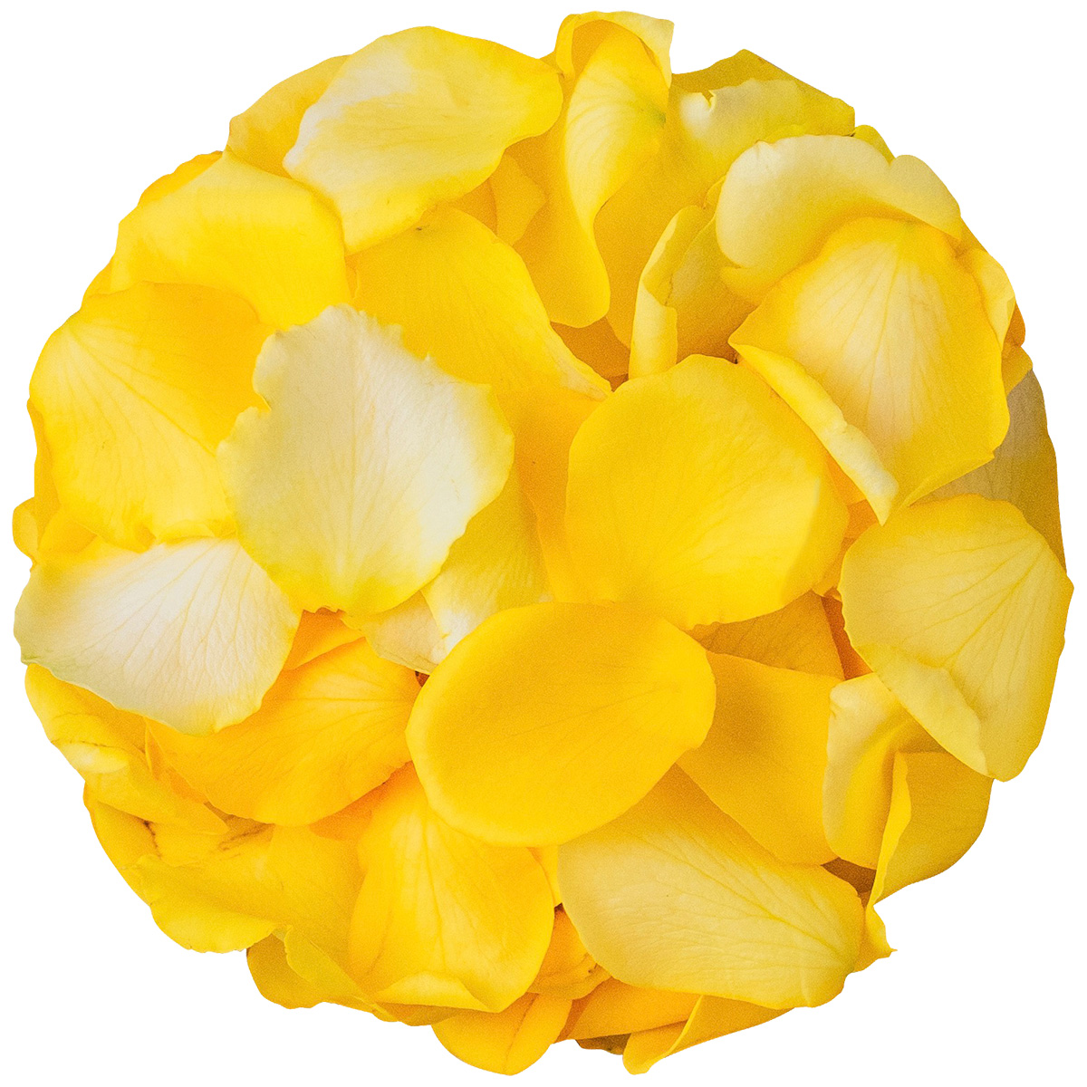 NICO ROSE / 【B品】生花 花びらイエロー 50g