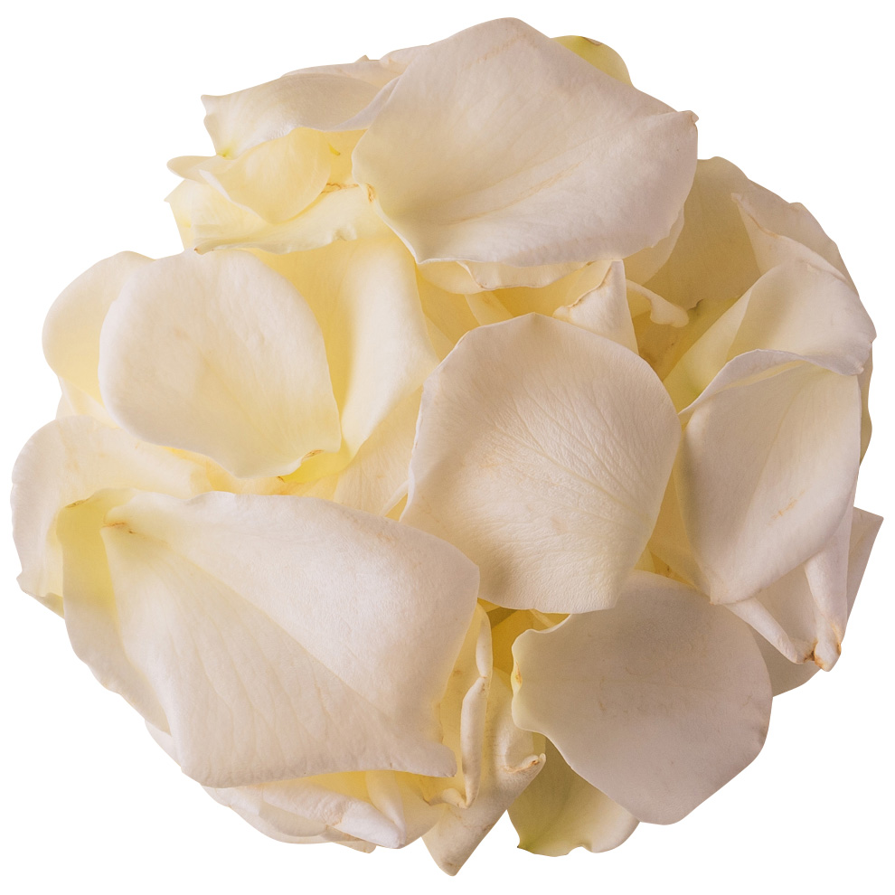 NICO ROSE / 【B品】生花 花びらホワイト 50g