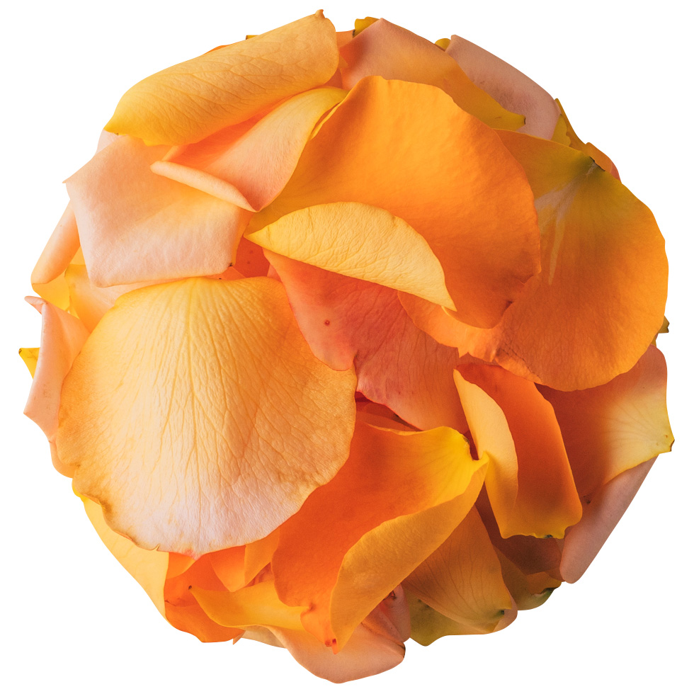 NICO ROSE / 【B品】生花 花びらオレンジ 50g