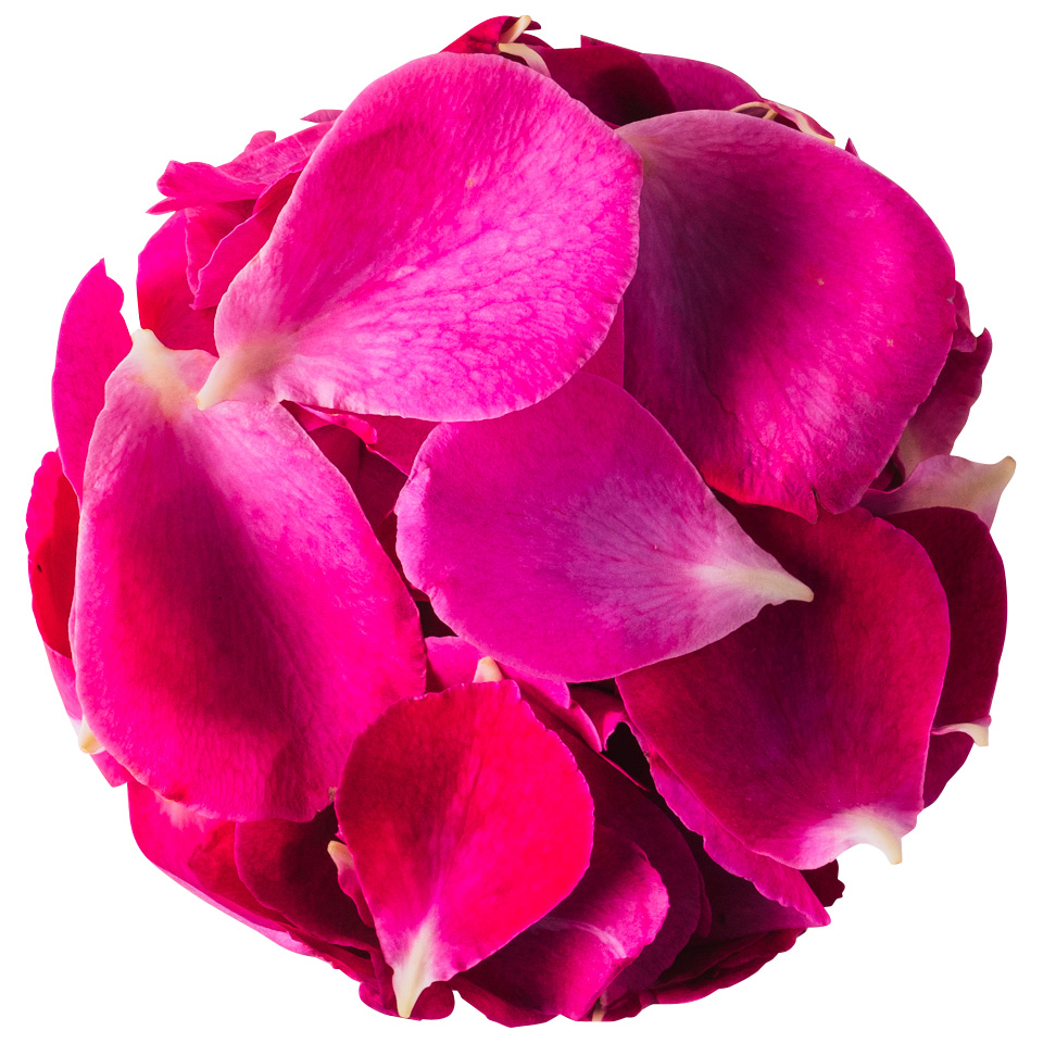 NICO ROSE / 【B品】生花 花びらドラマチックレイン 50g【強香性】