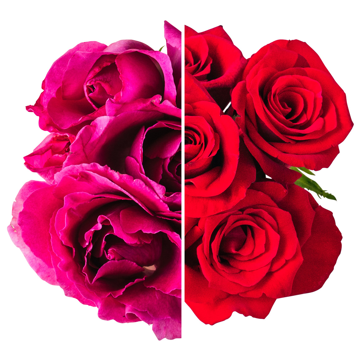 NICO ROSE / 【B品】生花 レッド 10輪