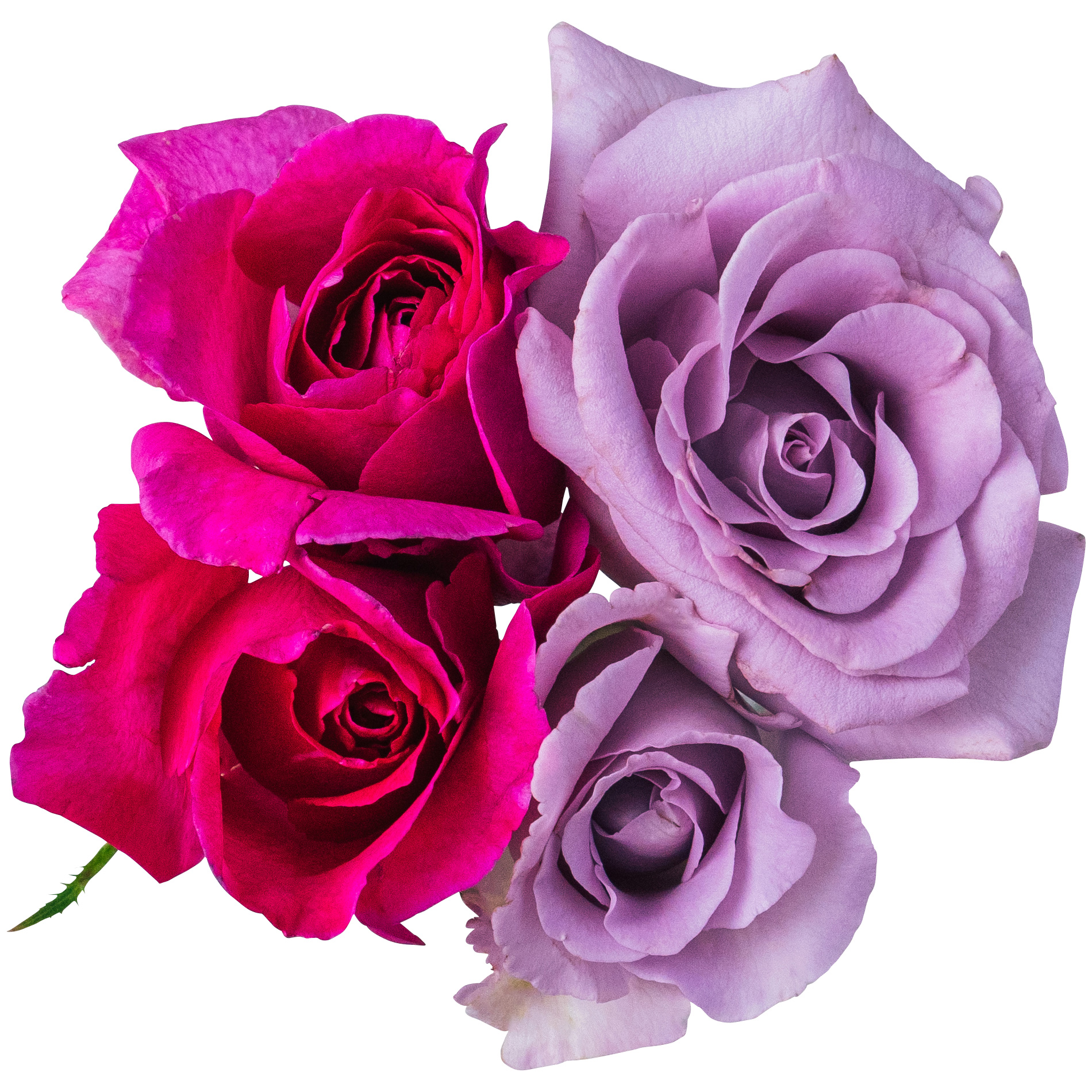 NICO ROSE / 【B品】生花 パープル10輪