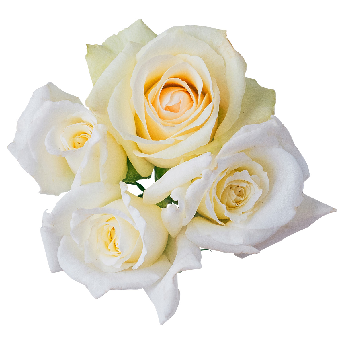 NICO ROSE / 【B品】生花 ホワイト 10輪