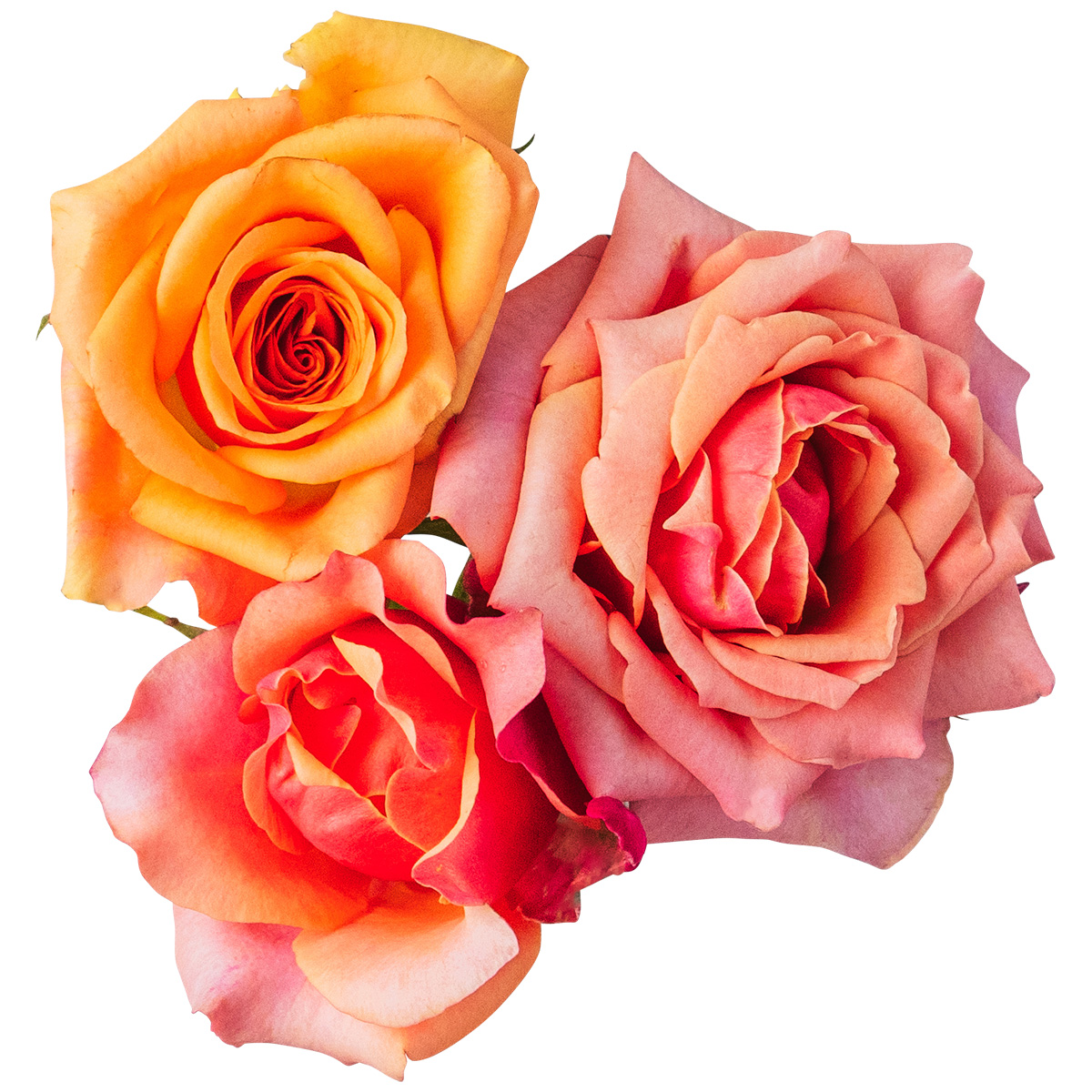 NICO ROSE / 【B品】生花 オレンジ 10輪
