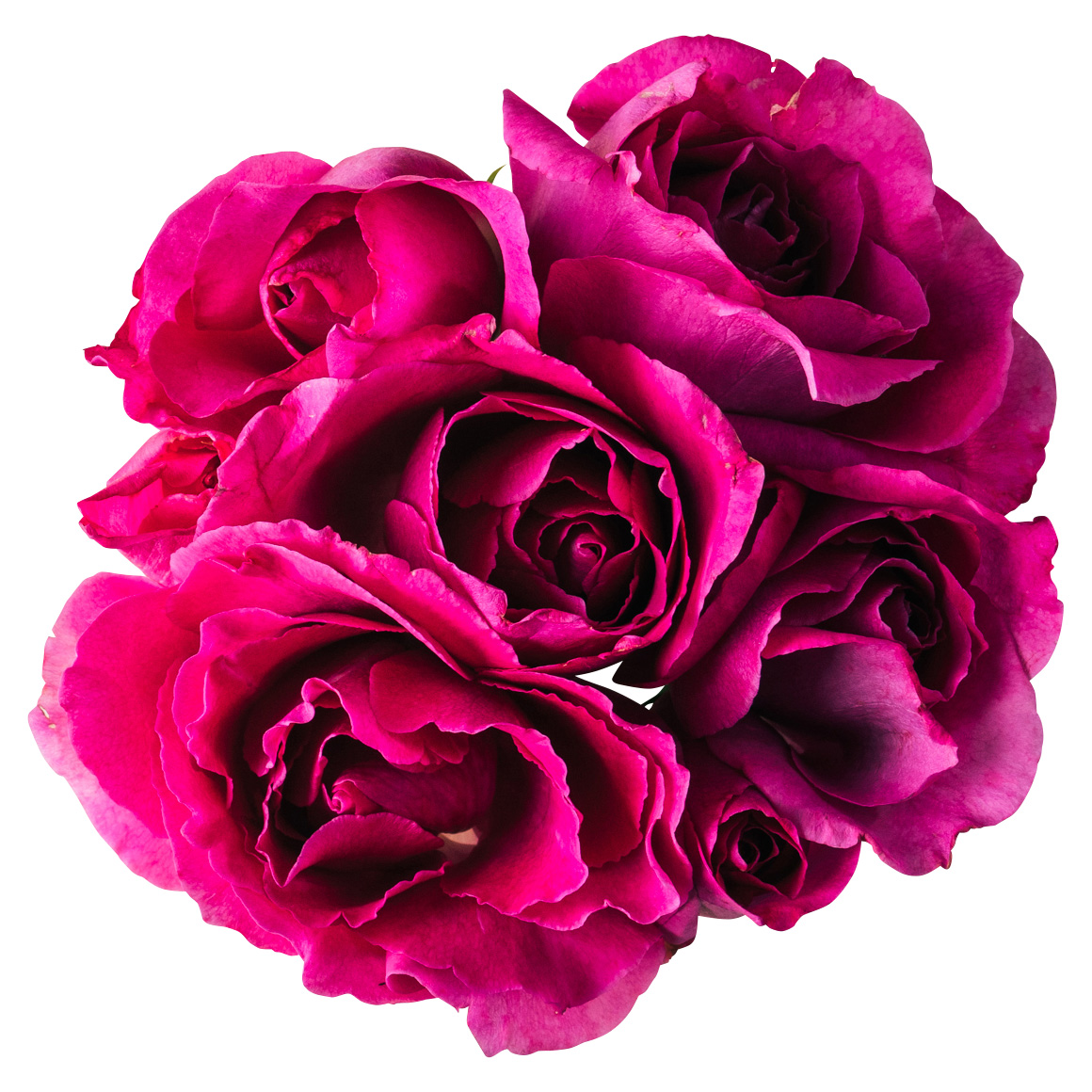 NICO ROSE / 【B品】生花 ドラマチックレイン 10輪【強香性】